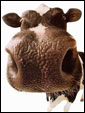 Классическая корова-буренка поздравляет с Днем коровы и желает здоровья!