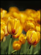 Яркие красно-желтые тюльпаны, растущие на поле.