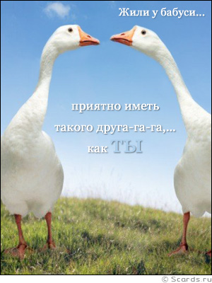 Два гуся смотрят друг другу в глаза; признание: приятно иметь такого друга, как ты.