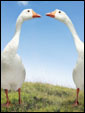 Два гуся смотрят друг другу в глаза; признание: приятно иметь такого друга, как ты.