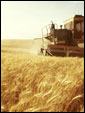 Комбайн едет по золотой ниве пшеницы - с праздником Жатвы