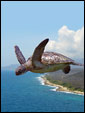 Над океаном летит черепаха, и надпись: все возможно, если хоть сколько веруешь.