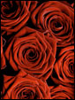 Пышный букет алых роз является отличным подарком на День Святого Валентина.