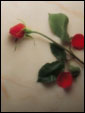 Алая роза на мраморной поверхности и признание в любви и ценности.