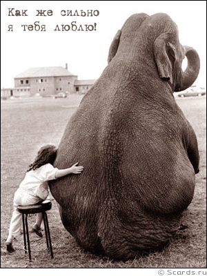Девочка обнимает слона и заявляет: как же сильно я тебя люблю!