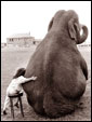 Девочка обнимает слона и заявляет: как же сильно я тебя люблю!