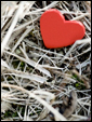 Маленькое красное сердечко лежит посреди засохшей травы, вдохновляя к новым взаимоотношениям.