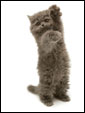 Маленький коричневый котенок машет лапкой, как бы говоря: скучаю.
