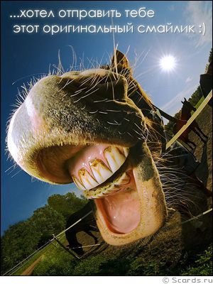 Фотография ржущей лошади и сообщение о том, что это - новый смайлик